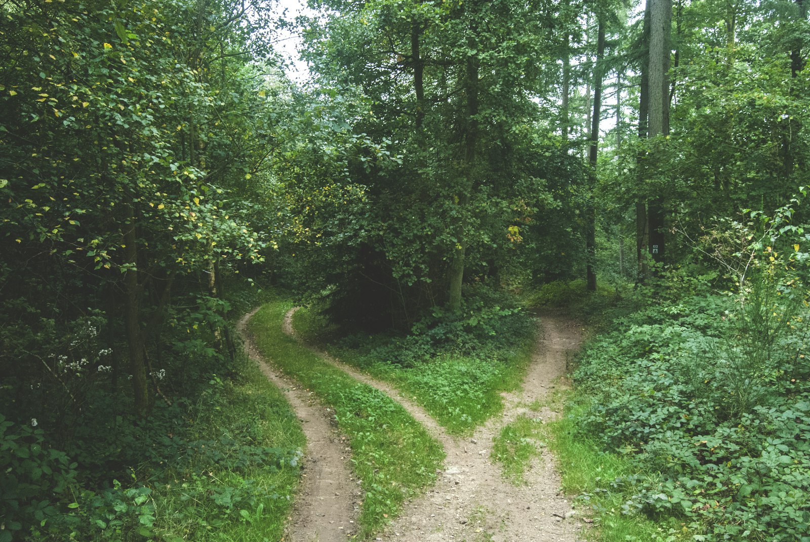 Two roads diverging through a forest, representing the choice between an AI marketing agency and a traditional agency